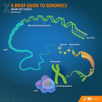 A brief guide to genomics: DNA, chromosomes, and cells