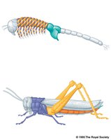 Expression of Hox genes in brine shrimp and grasshopper