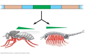 Hox gene evolution: Drosophila, Artemia, vertebrates