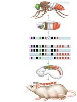 Comparison of Hox gene expression in fruit fly and mouse