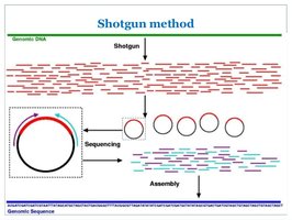 Shotgun sequencing method for genome assembly