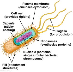 Labeled diagram of a prokaryotic cell