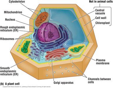 Plant cell diagram