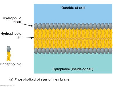 Phospholipid bilayer diagram