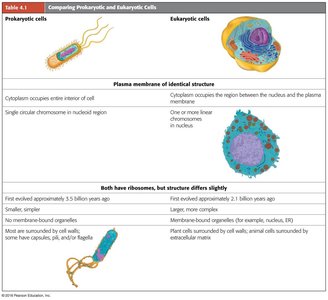 Table comparing prokaryotic and eukaryotic cells