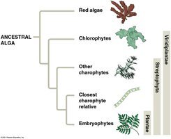 Phylogenetic tree showing the relationship between ancestral algae, charophytes, and embryophytes
