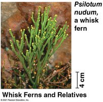 Whisk fern structure