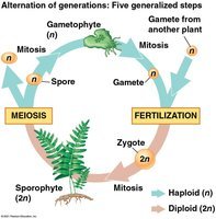 Diagram of alternation of generations in plants