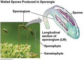 Sporangium structure and spore production in plants