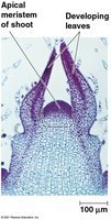 Microscopic view of apical meristem and developing leaves