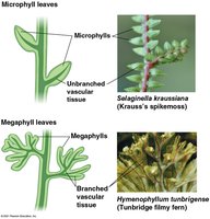 Microphyll and megaphyll leaf comparison