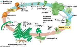 Life cycle of a fern (seedless vascular plant)
