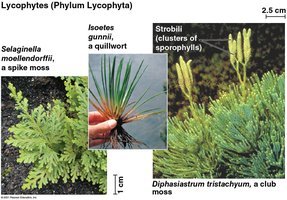 Lycophyte diversity