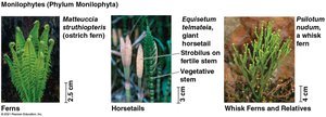 Monilophyte diversity