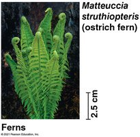 Fern structure