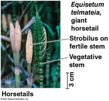 Horsetail structure