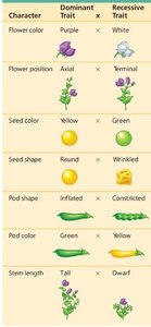 Pea plant traits