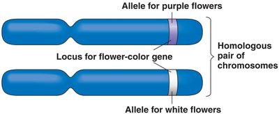 Locus for seed color gene on homologous chromosomes