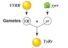 Punnett square for monohybrid cross