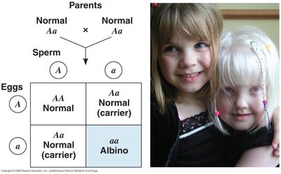 Punnett square for albinism