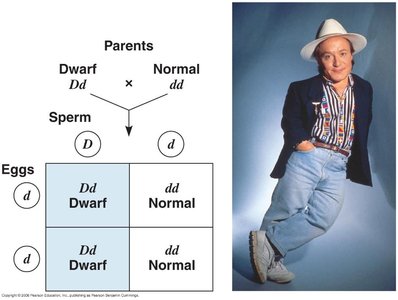 Punnett square for achondroplasia