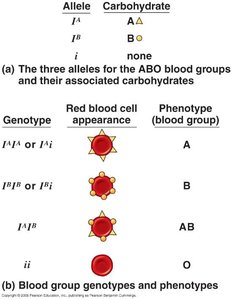 ABO blood group genotypes and phenotypes