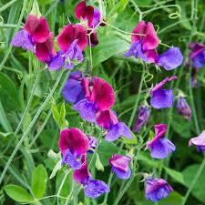 Garden pea plants