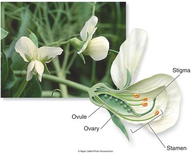 Diagram of pea flower showing self-pollination