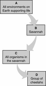Diagram of ecological hierarchy