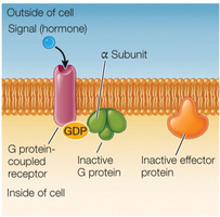 GPCR and G-protein activation diagram