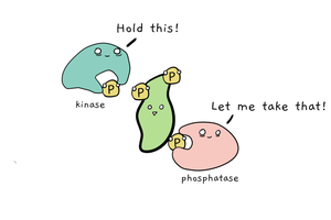 Kinase/phosphatase cycle diagram