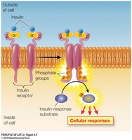 RTK activation and cellular response