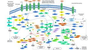 Complex signal transduction pathway diagram