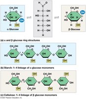 Starch and cellulose structures