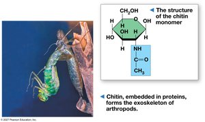Chitin structure and function