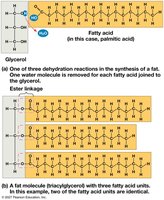 Synthesis and structure of a fat (triacylglycerol)