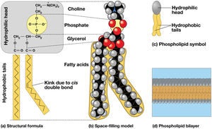 Phospholipid bilayer structure