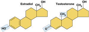 Steroid hormones: Estradiol and Testosterone