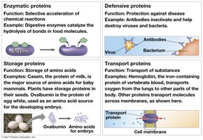Overview of protein functions