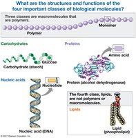Overview of the four classes of biological molecules