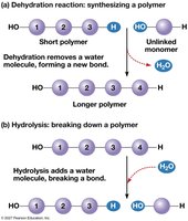 Dehydration and hydrolysis reactions