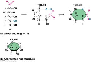 Linear and ring forms of glucose