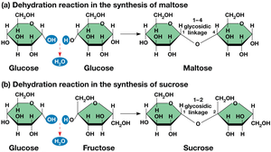 Dehydration reaction in the synthesis of maltose and sucrose