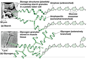 Starch and glycogen structure and storage