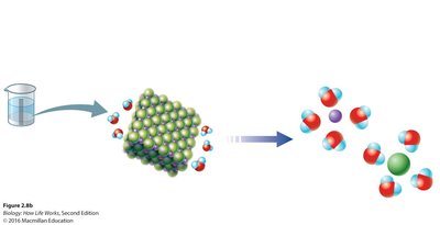 Water molecules surrounding salt ions