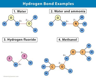 Hydrogen bonds in DNA structure