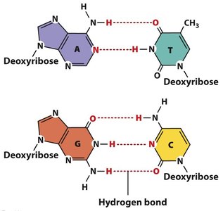 Hydrogen bonds between DNA bases
