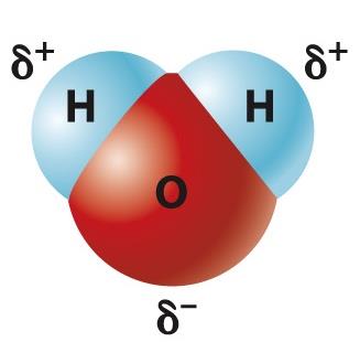Hydrogen bonds in protein structure