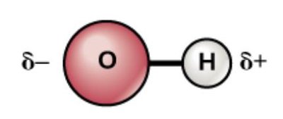 Water molecule showing partial charges