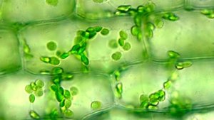 Microscopic view of plant cells with chloroplasts